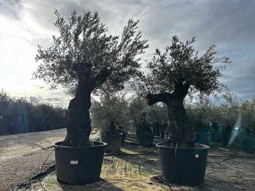 Olive Trees (2x)