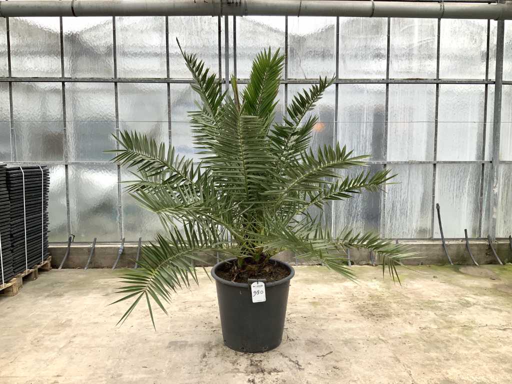 Palme (Phoenix canariensis)