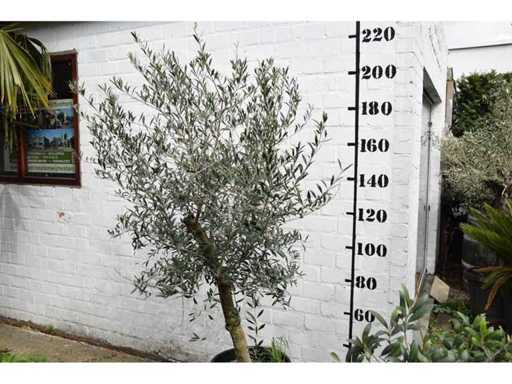 olive young skin - Olive tree