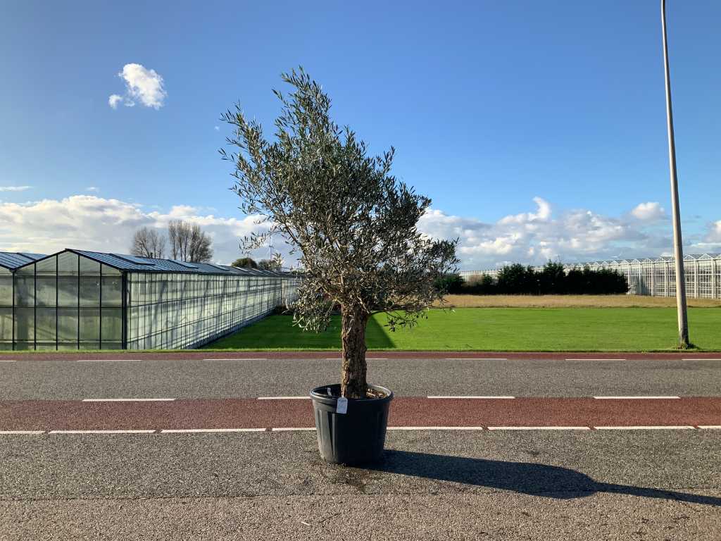olijfboom (Olea Europaea Lessini)