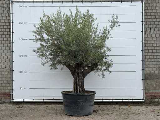Pelle vecchia di ulivo - Olea europaea - circa 75 anni - altezza circa 260 cm