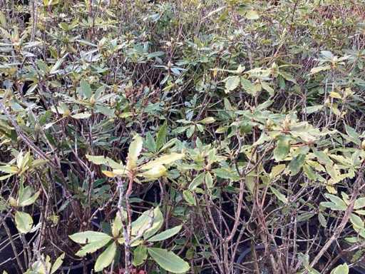 Rhododendron ponticum 80-100 (5x)