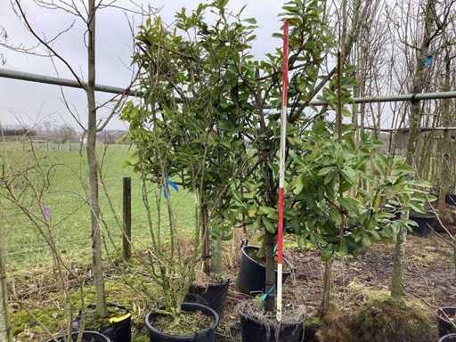 Laurel cireș - Plișat (2x)