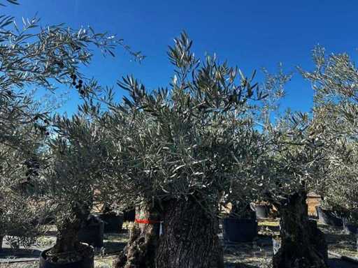Centuries-old olive tree in basket