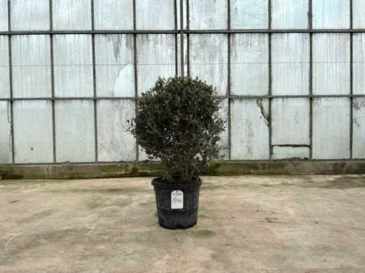 Olive tree (Olea Europaea Lessini)
