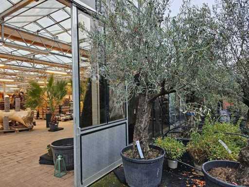 Magnificent Olive Tree (Olea europaea) - 310 cm Solitaire