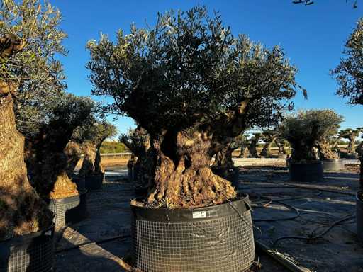 Olive tree in basket Specimen