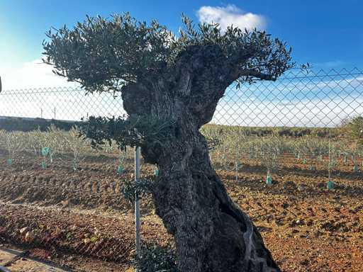 Olijfboom - Olea Europea Pom Pom Secolare 