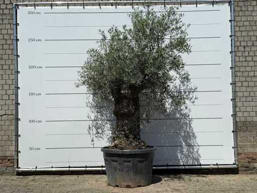 Olive tree Bonsai - Olea Europaea - approx. 80 years old - height approx. 260 cm