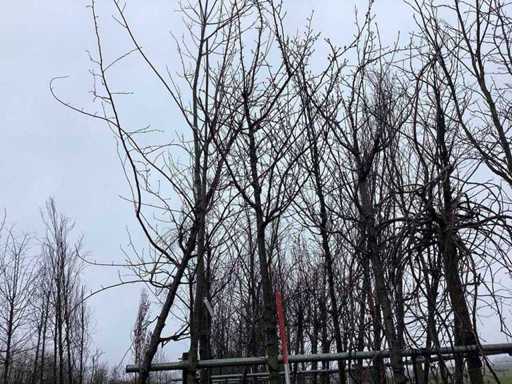 Sweet Cherry - Topiary Tree