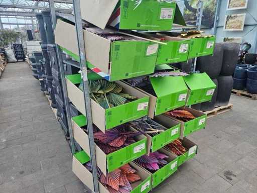 Large Set of Dried Palm Leaves (Palm Spears) - 13 boxes / approx. 450 pieces