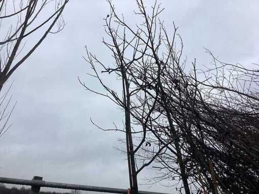 Castan dulce - copaci ornamentali