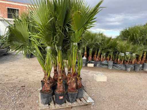 Arborele palmier Waschingtonia 150 de unități
