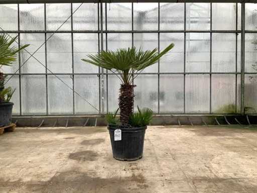 Palmboom meerstammig (Chamaerops Humilis)