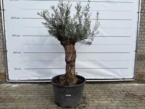 Olive tree Bonsai - Olea Europaea - approx. 80 years old - height approx. 220 cm