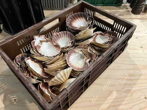 Scoici decorative în loturi