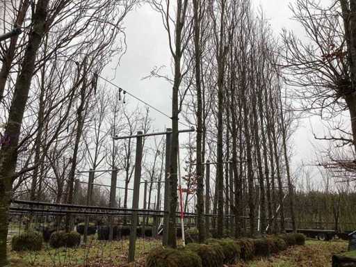 Buk żółty – drzewo ozdobne