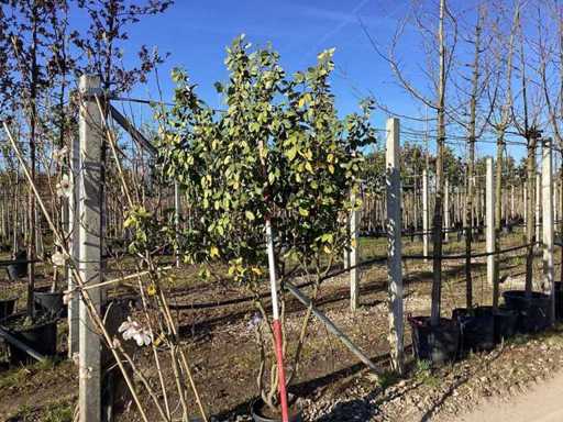 Salcie măslinie - Arbore cu tulpini multiple