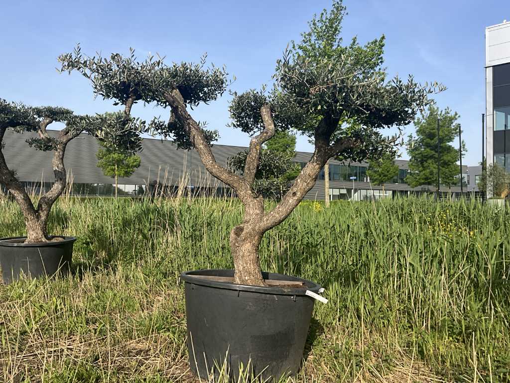 Olea Europäischer Aragon Pompon Olivenbaum