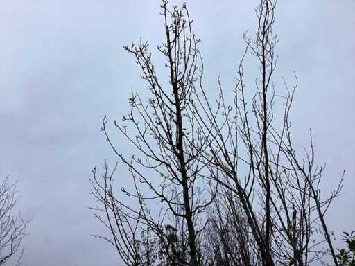 Zierbirne – Zierbaum