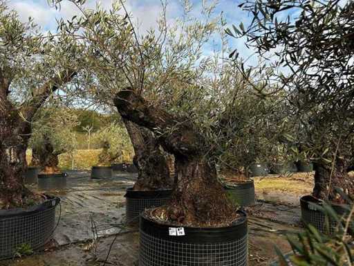 Centuries-old olive tree in basket