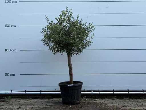 Măslinul Florida - Olea Europaea - aproximativ 25 de ani - înălțime aprox. 160 cm