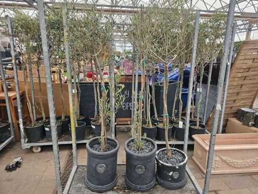 Set of 3 hardy olive trees in exclusive Royal Garden pots
