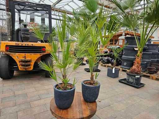 Set of 2 Chamaerops dwarf palms in noble fiberglass pots