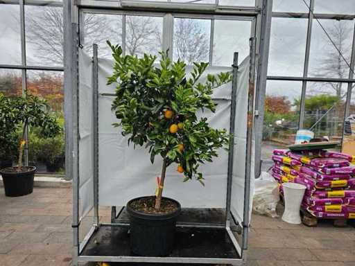 Prachtvoller Orangenbaum mit essbaren Früchten - Mediterranes Flair