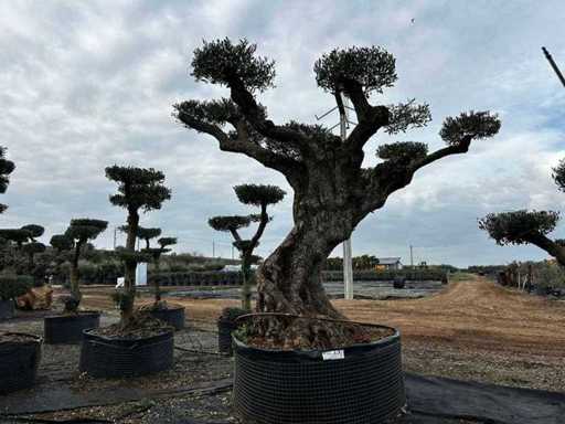 POM POM - Olive tree in exemplary basket