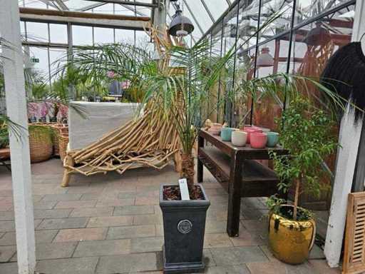 Palmier elegant Phoenix Robellini în ghiveci cu design de grădină regală