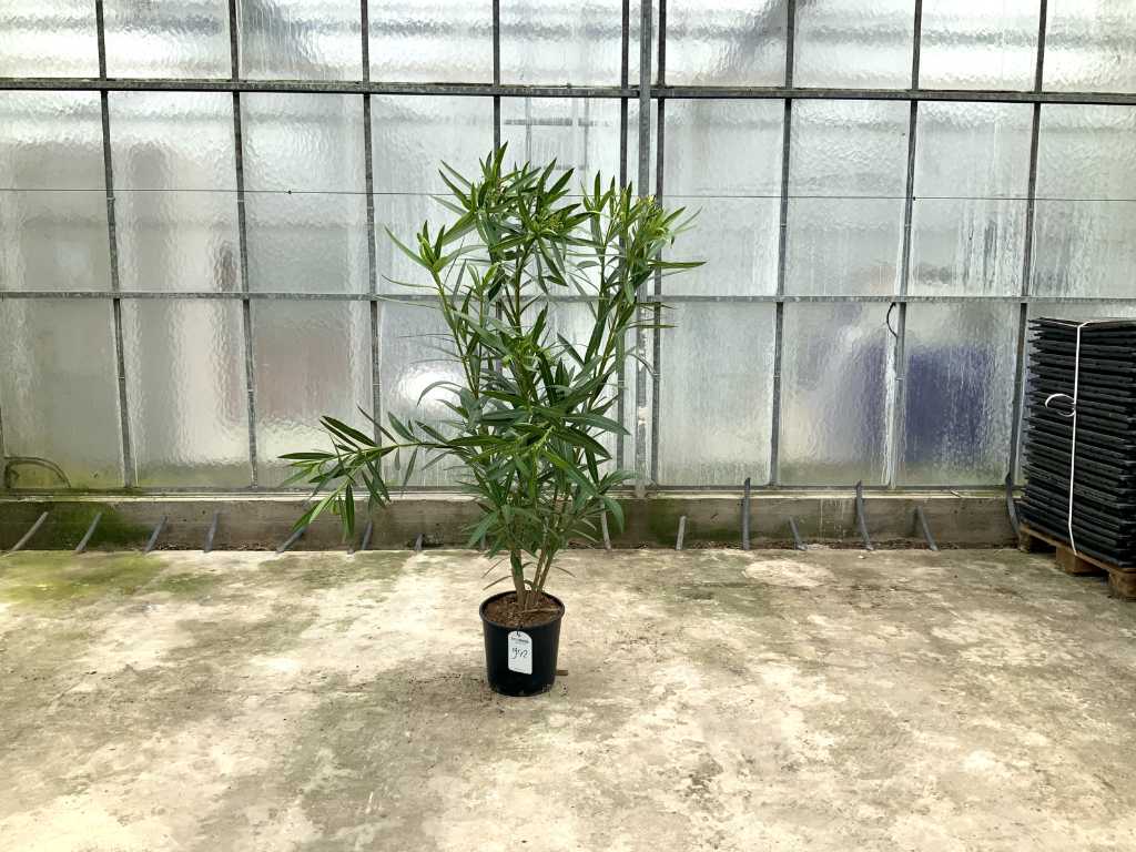weißer Oleander (Nerium Oleander)