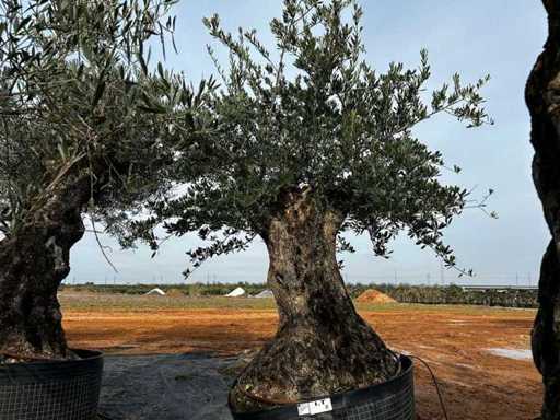  Olive tree in exemplary basket