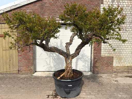 Granatapfel – Punica Granatum – Höhe ca. 280 cm