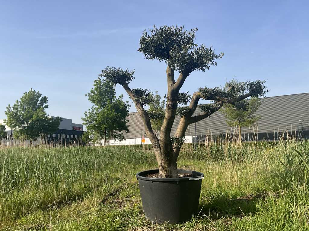 Olea Europäischer Aragon Pompon Olivenbaum