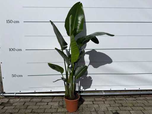 Fleur d’oiseau de paradis - Strelitzia Augusta - Jardin et plante d’intérieur - hauteur environ 170 cm