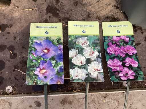 Struiken - Hibiscus (x8) , exochorda(6),aronia(8)