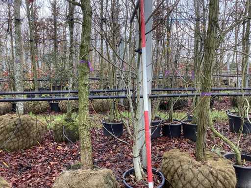 Drzewo orzechowe - Drzewo owocowe / owocowe