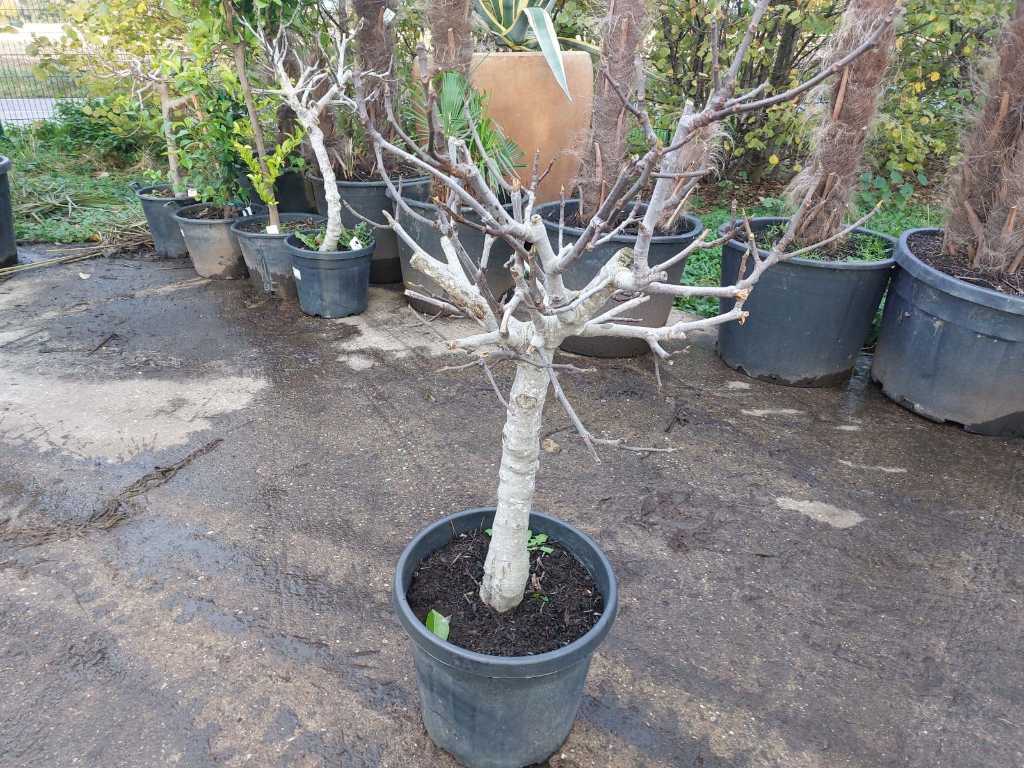 Vijgenboom in pot
