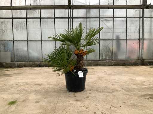 Palmboom meerstammig (Chamaerops Humilis)