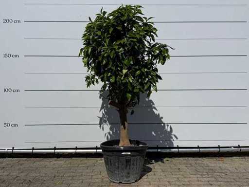 Pomello - Agrumi Paradisi - altezza circa 250 cm