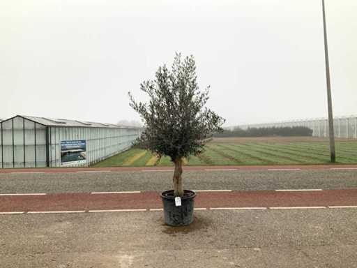 Drzewo oliwne (Olea europaea lessini)