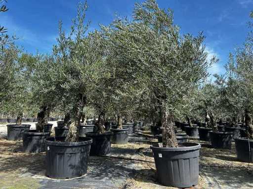 Europäische Olive (2x)