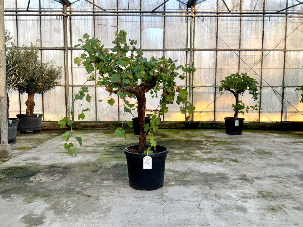 druivenboom (Vitis Vinifera)