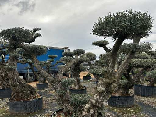  OLEA EUROPEA POM POM SECOLARE  