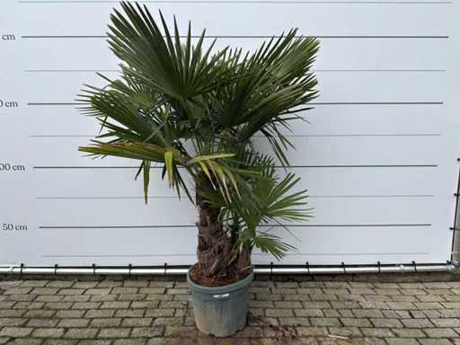 Chinese fan palm triple trunk - Trachycarpus Fortunei - height approx. 200 cm