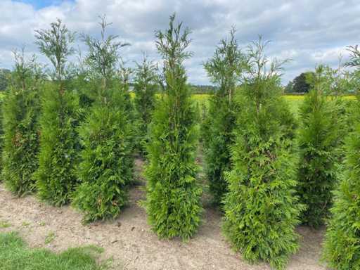 Conifers Martin (approx. 180-200cm) Hedge (25x)