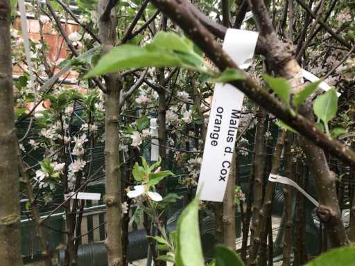 Assortiment fruitstammen - Appel - Peer - Kers en Pruimenstam (x24)