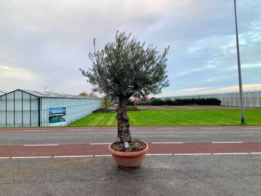 Olijfboom (Olea Europaea Lessini)