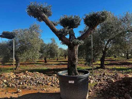 Pom Pom Olive Tree